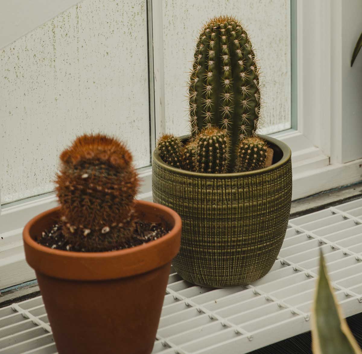 Planta de cactus en una ventana.