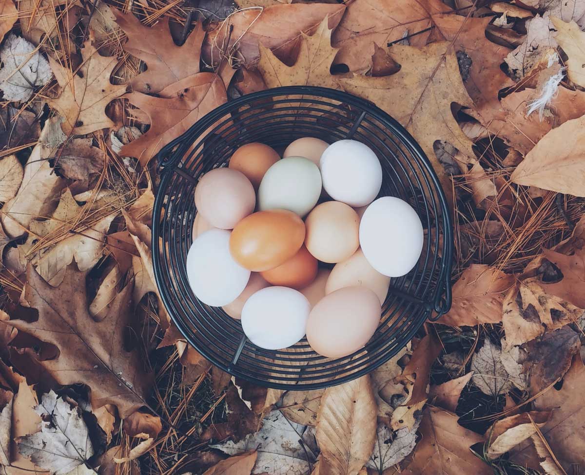 Huevos de gallina de diferentes colores en una cesta.