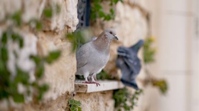 Cómo espantar a las palomas de tu ventana con estos trucos caseros.