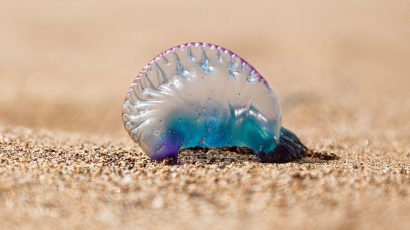 Carabela portuguesa: En qué playas están y qué hacer si te pican