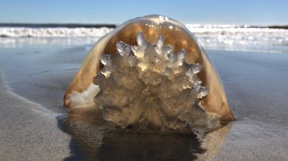 ¿Pican las medusas muertas? El peligro de pisarlas en la orilla de la playa.