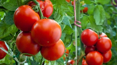 Cuidar tomateras: los trucos para recoger los mejores tomates