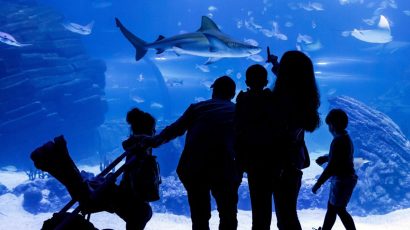 Los mejores acuarios para ver de cerca tiburones, peces, medusas y otros animales del mar