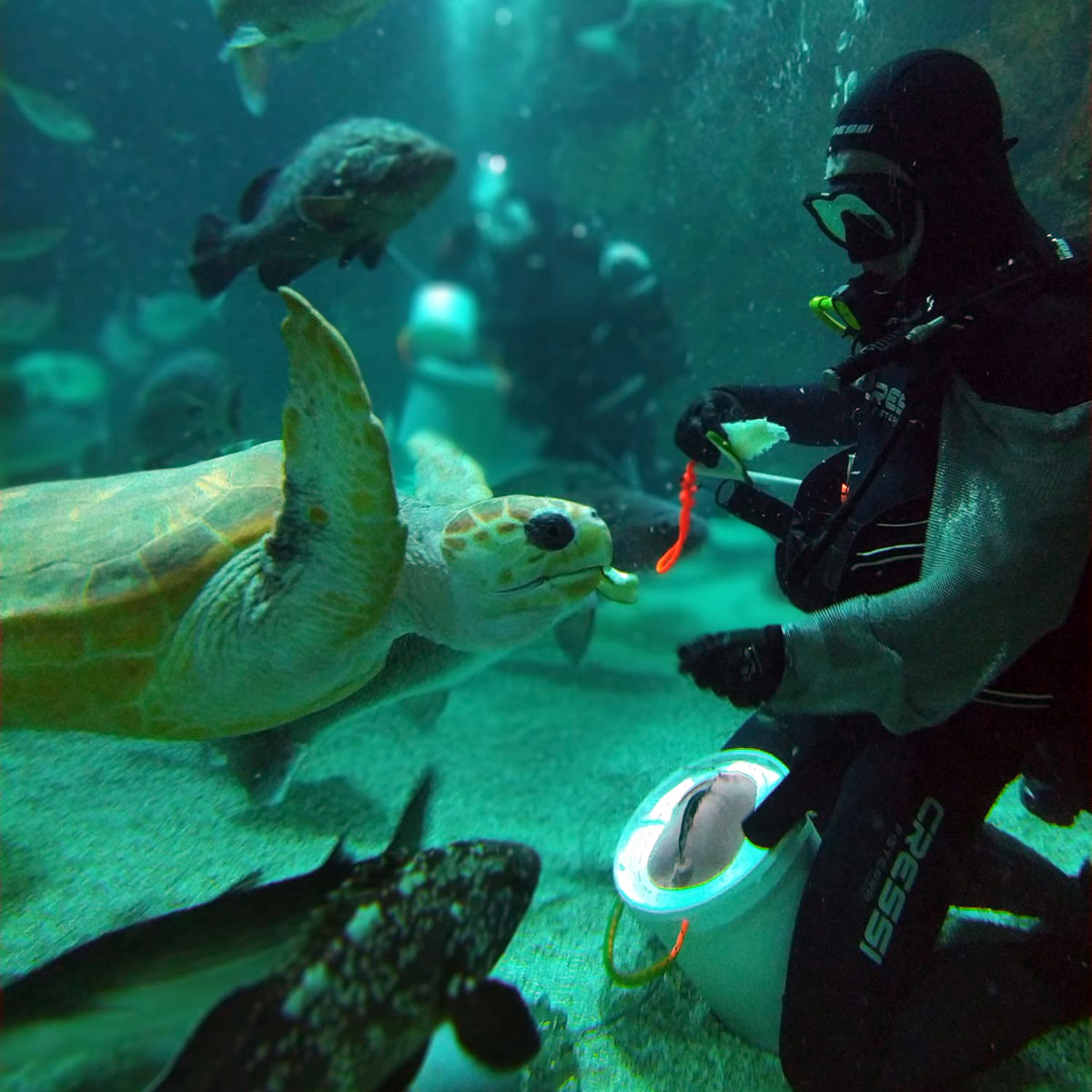 Buzo alimentando a tortuga