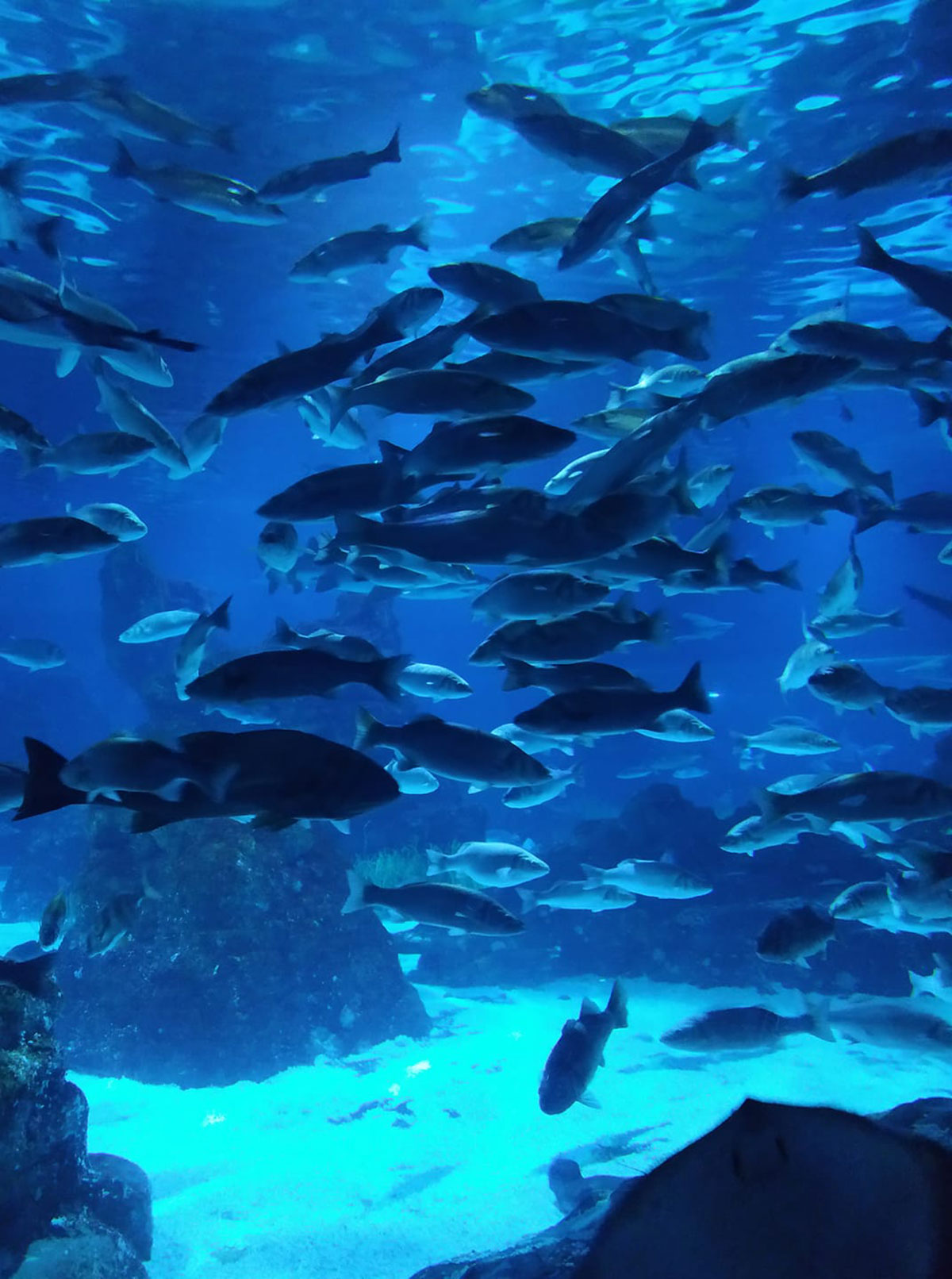 Banco de peces en Barcelona