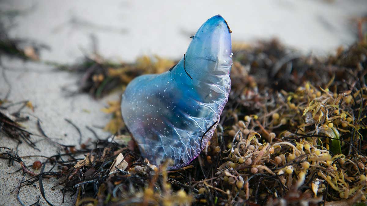 Carabela portuguesa.