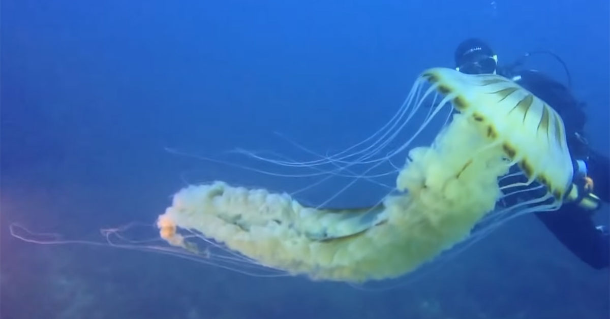 Chrysaora Hysoscella.