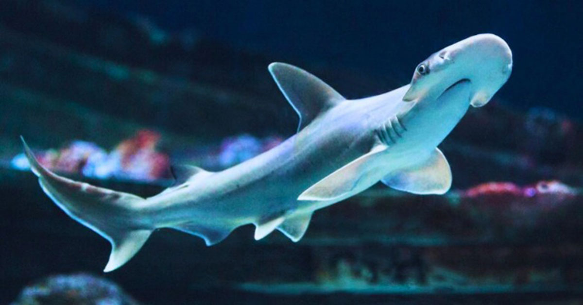 Ejemplar de tiburón