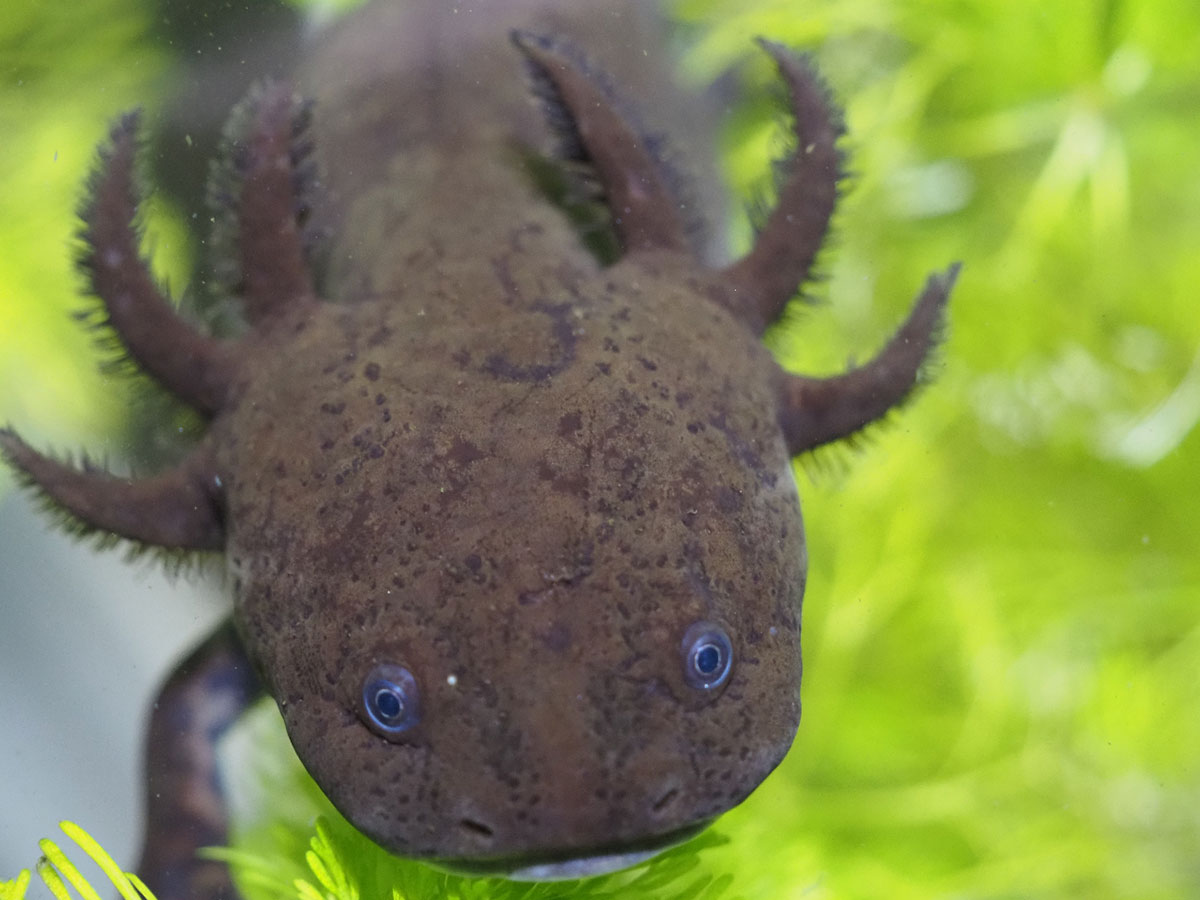 Ejemplar de animal marino