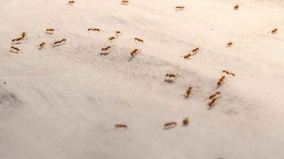 Eliminar hormigas de la cocina