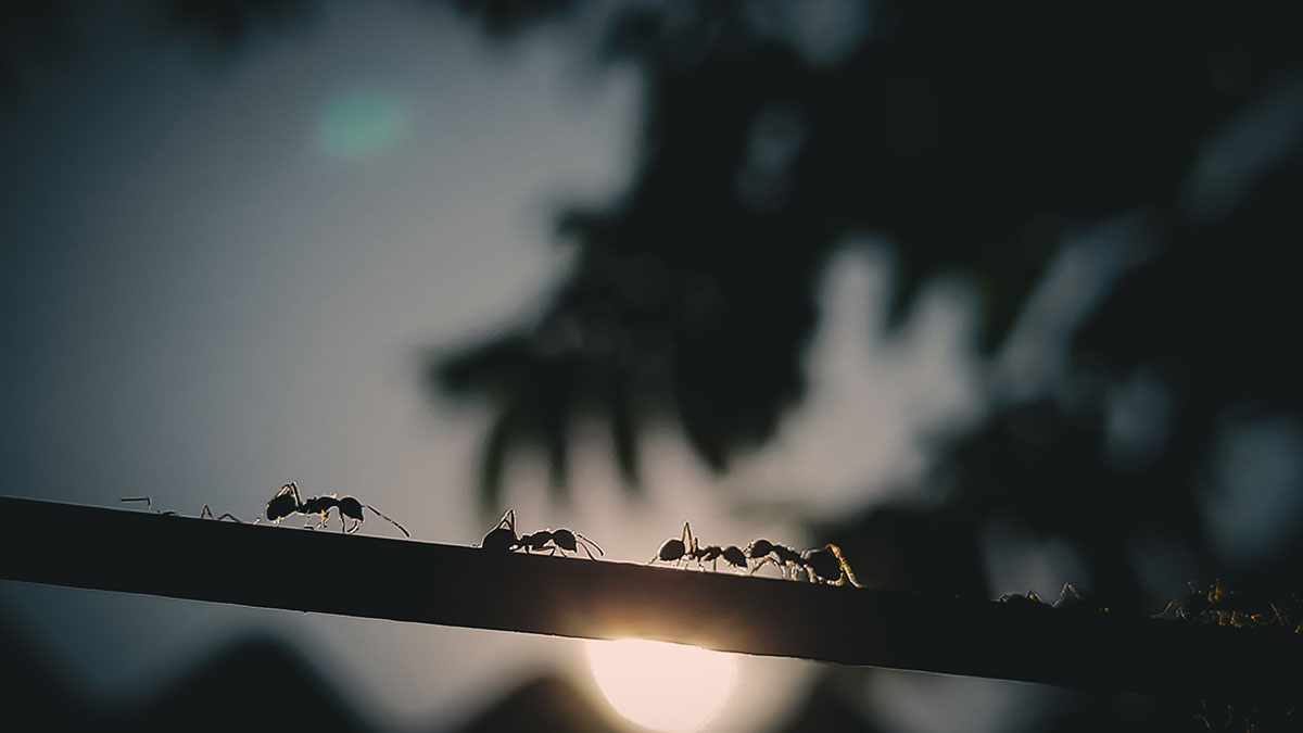 Hormigas en el jardín