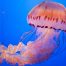 Las 10 medusas más peligrosas de España.