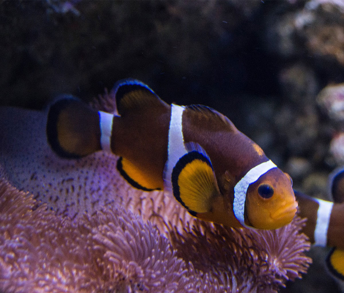 Nemo en Barcelona