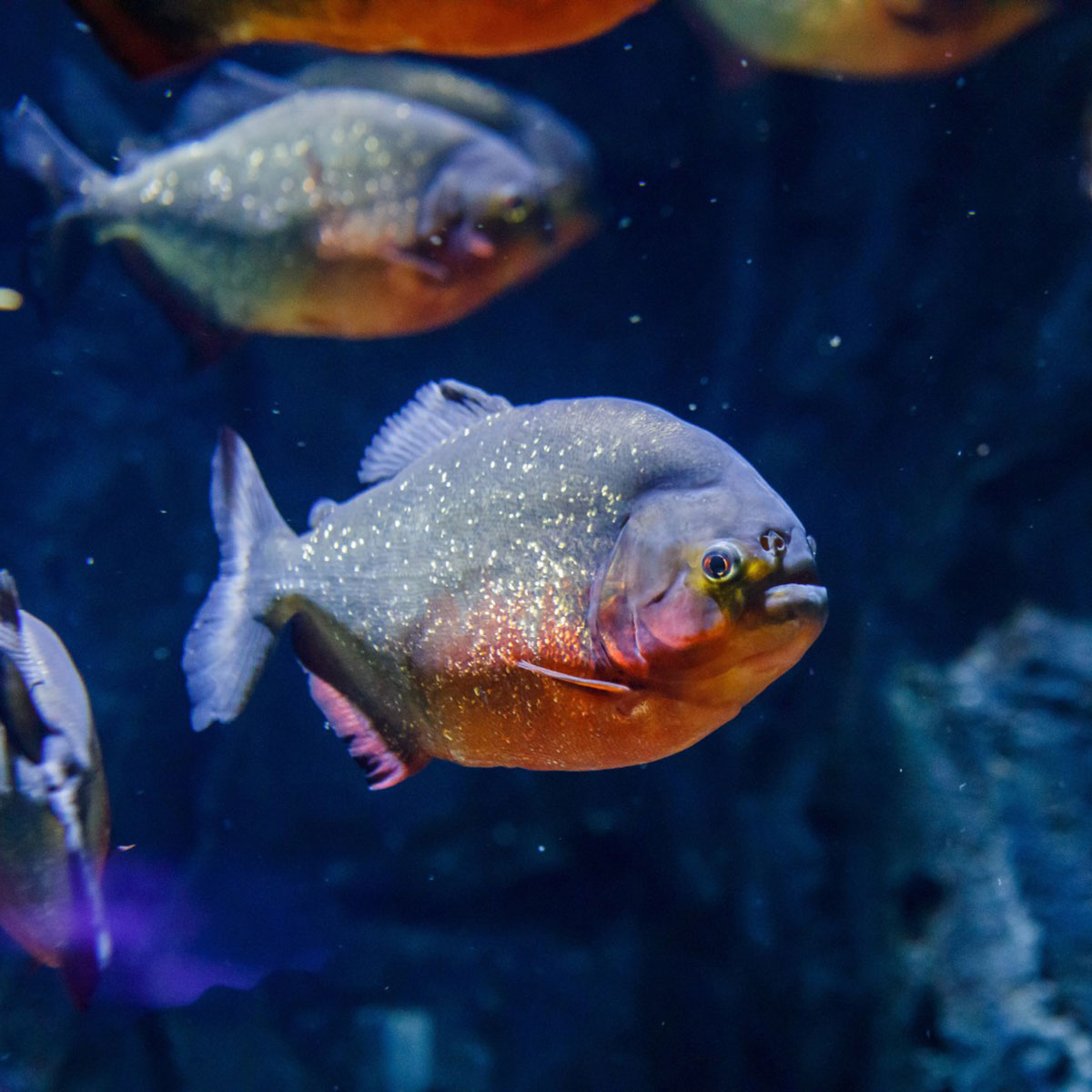 Peces ejemplares en Madrid