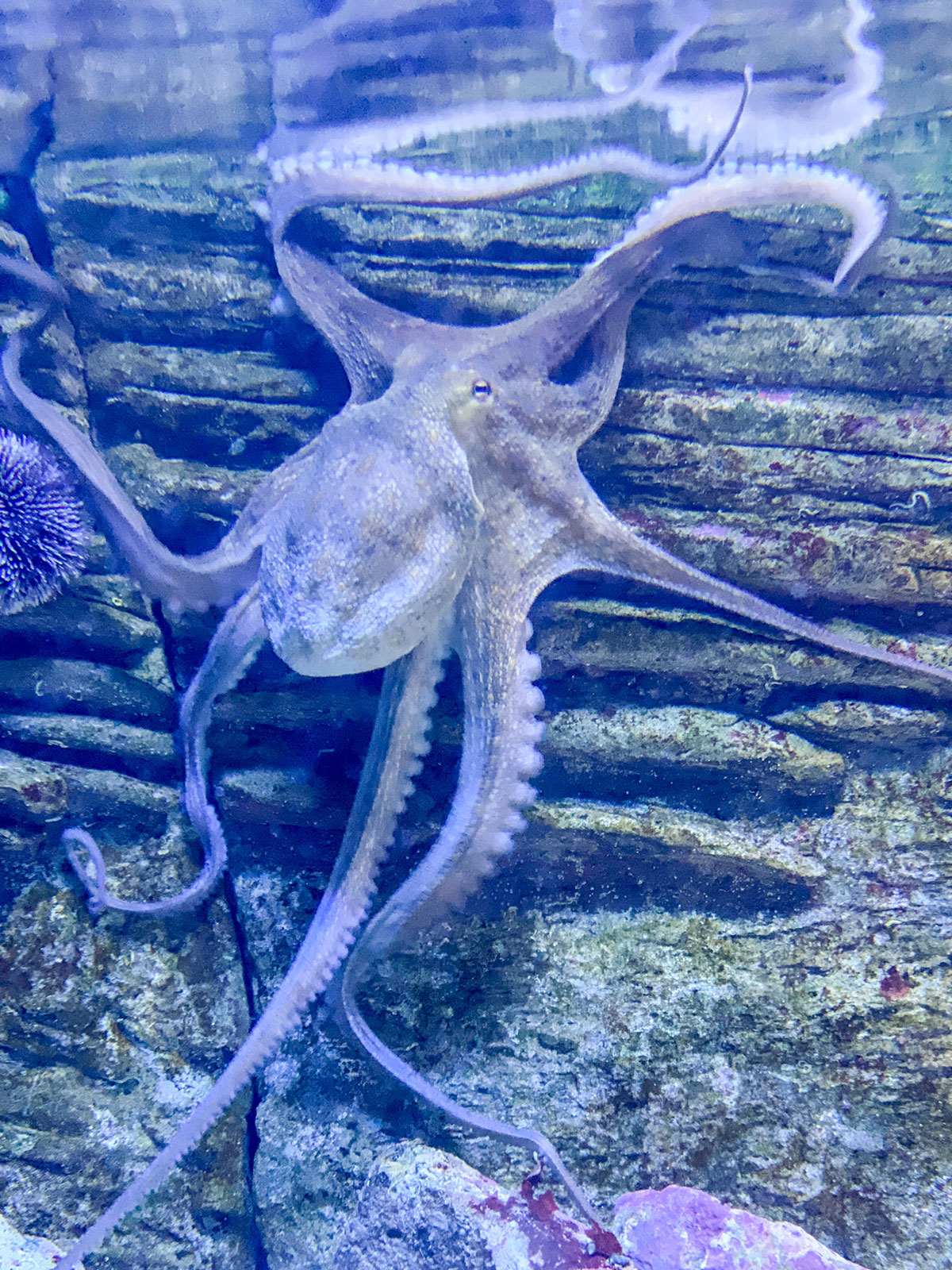 Pulpo en San Sebastián