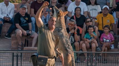 Las exhibiciones y animales salvajes que ver con niños en el Safari Madrid