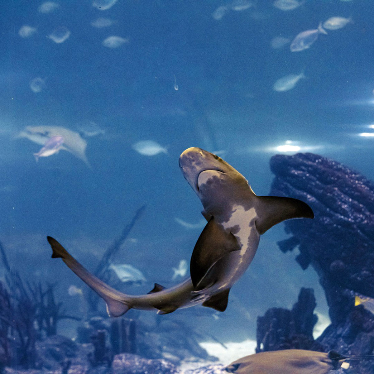 Tiburones en el acuario de Madrid