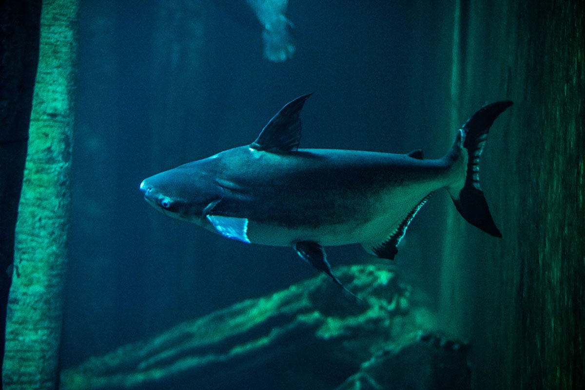 Ejemplar de tiburón