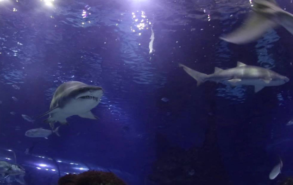 Tiburones en Barcelona