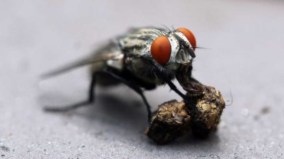 El falso mito de la vida de las moscas: No se mueren en un día