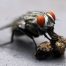 El falso mito de la vida de las moscas: No se mueren en un día