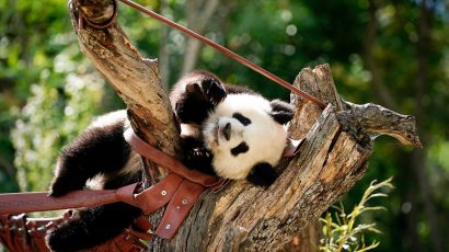 Cómo ver osos panda en el Zoo Aquarium de Madrid y otras 333 especies de animales