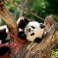 Cómo ver osos panda en el Zoo Aquarium de Madrid y otras 333 especies de animales