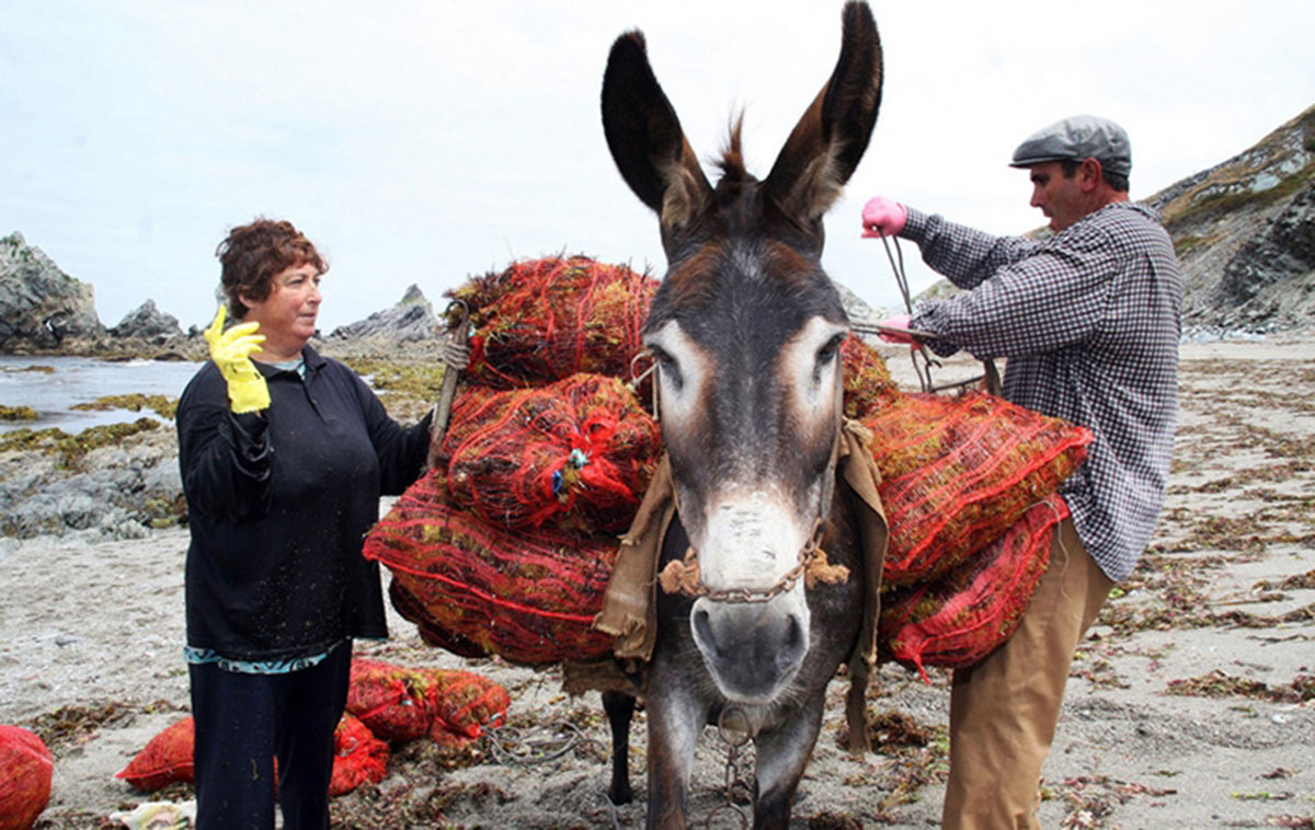 Burro con plantas marinas