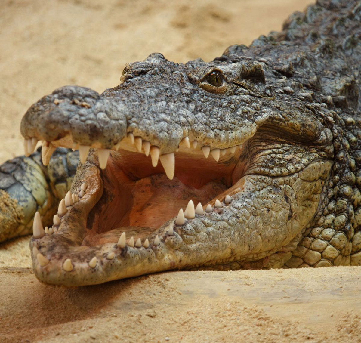 Cocodrilo