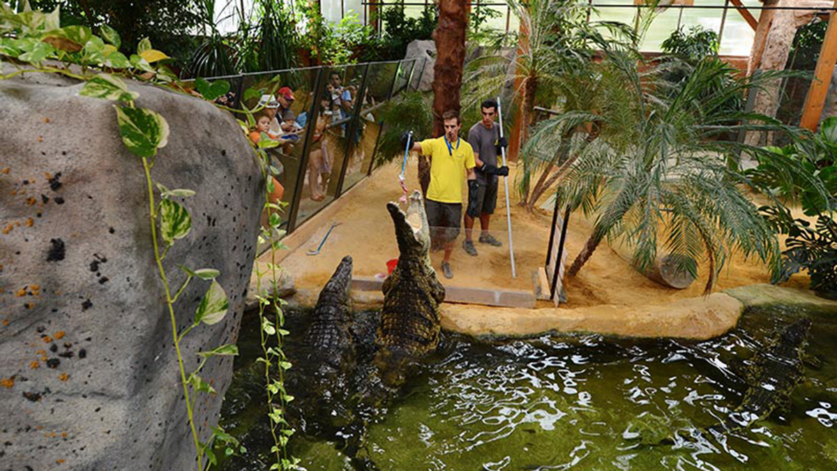 Dar de comer a cocodrilos