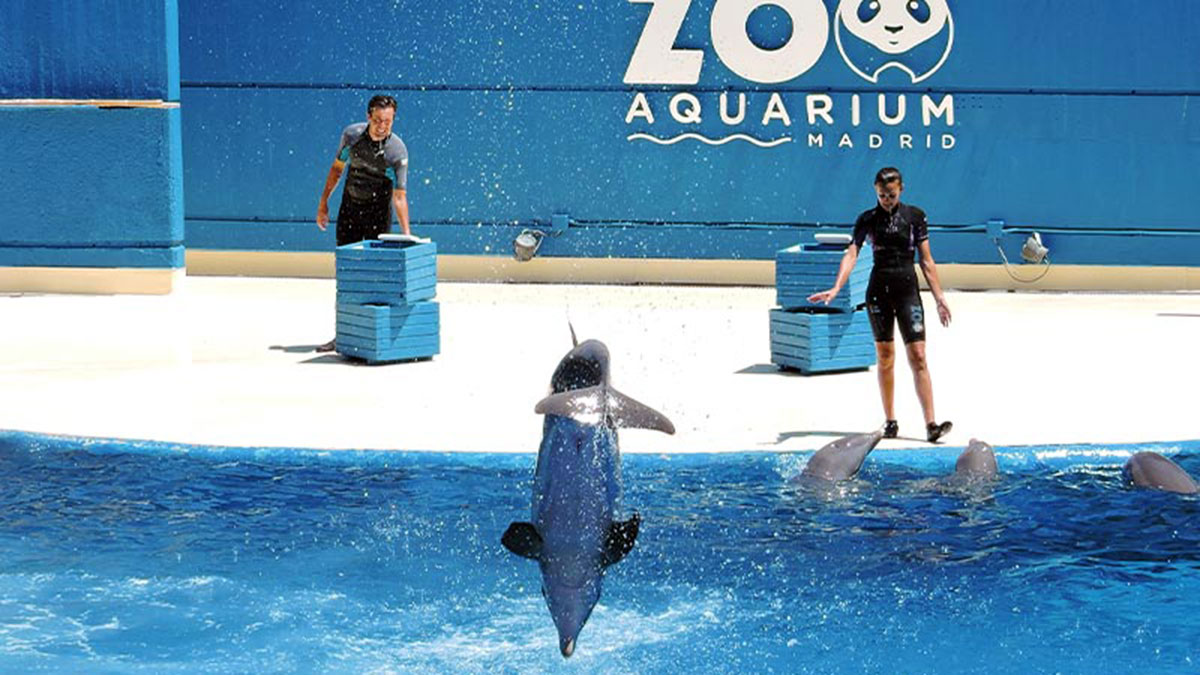 Actividades con delfines