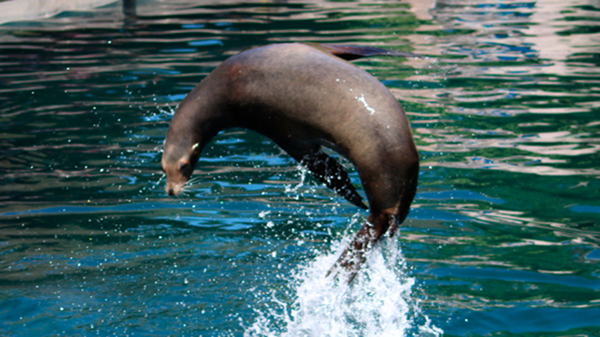 Actividades de leones marinos