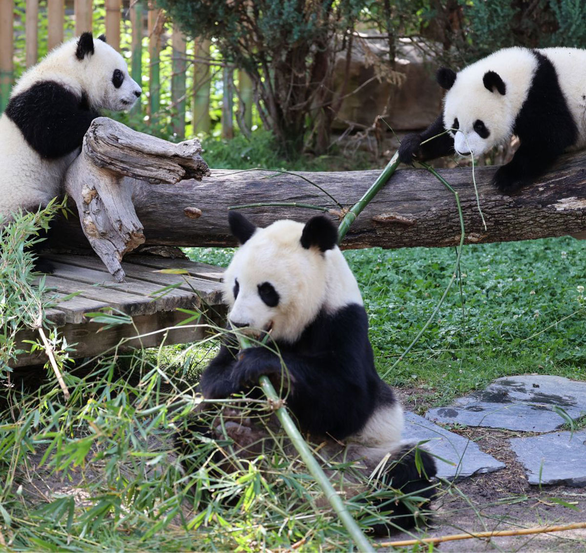 Familia de pandas