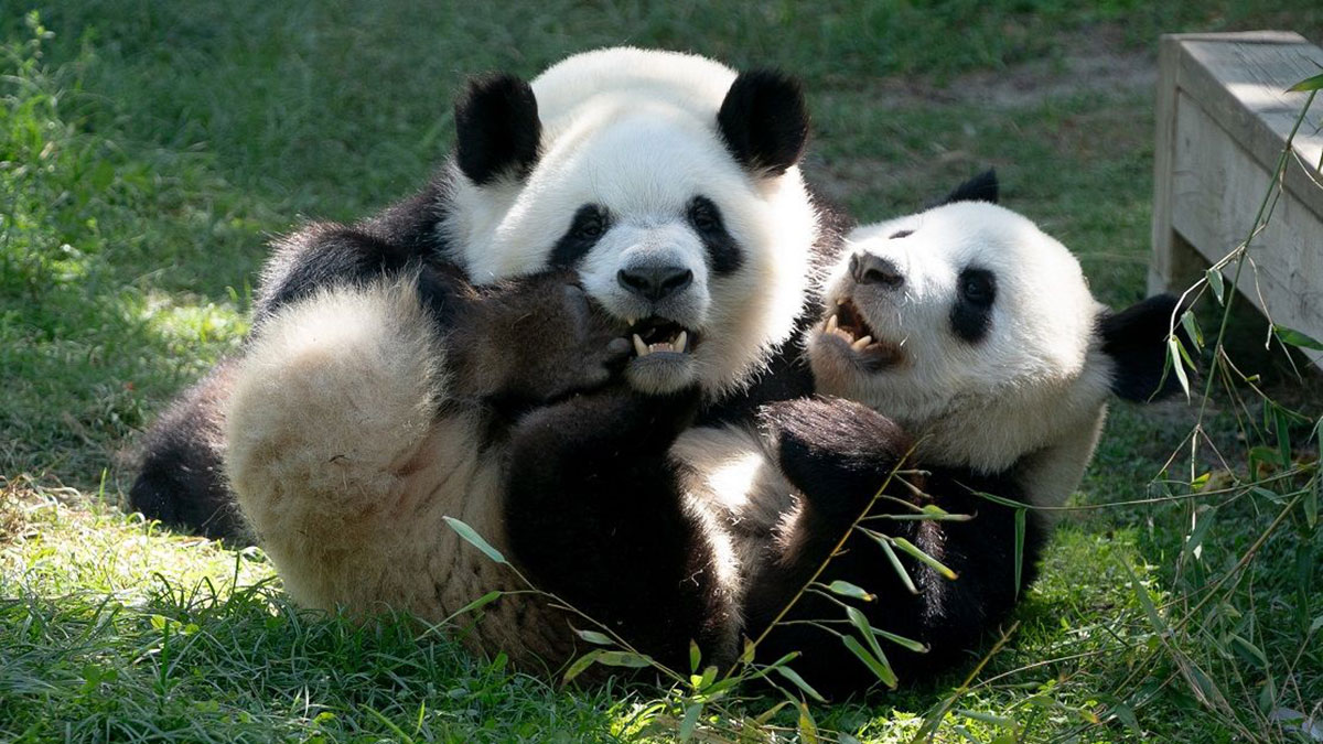 Osos panda gemelos