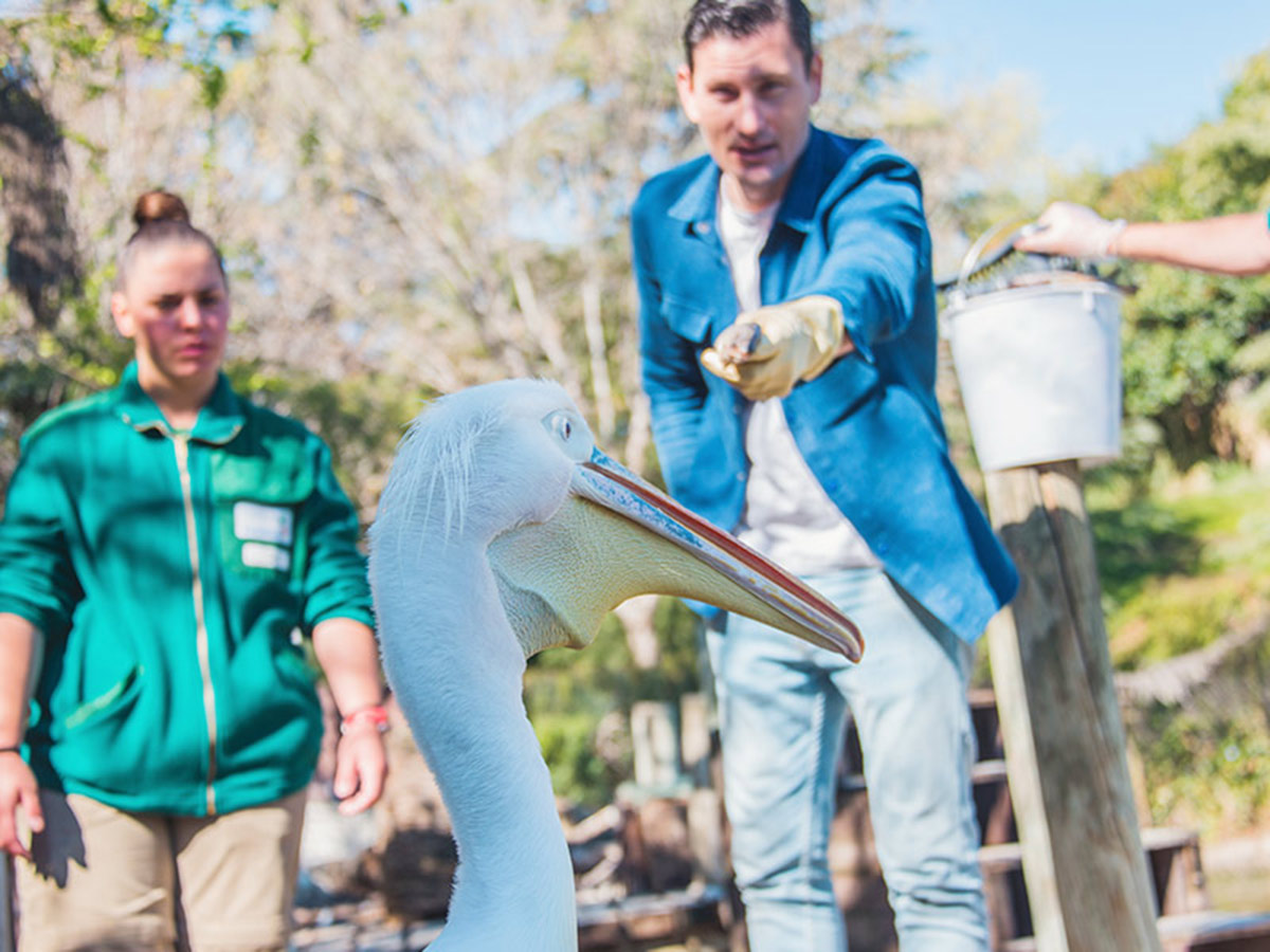 Experiencia con pelícanos