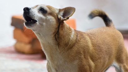 Este es el tiempo máximo que puedes dejar al perro solo en casa.