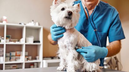 Veterinario gratis: Quién puede pedir la ayuda para no pagar la consulta de sus mascotas