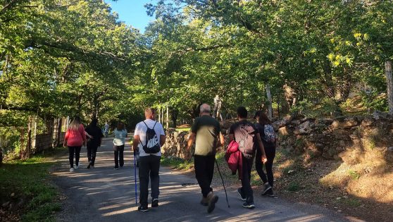 El Castañar, la encantadora ruta por frondosos bosques para toda la familia a una hora de Madrid