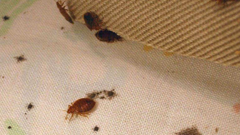 Cómo evitar la plaga de chinches en España y qué hacer si te pican ...