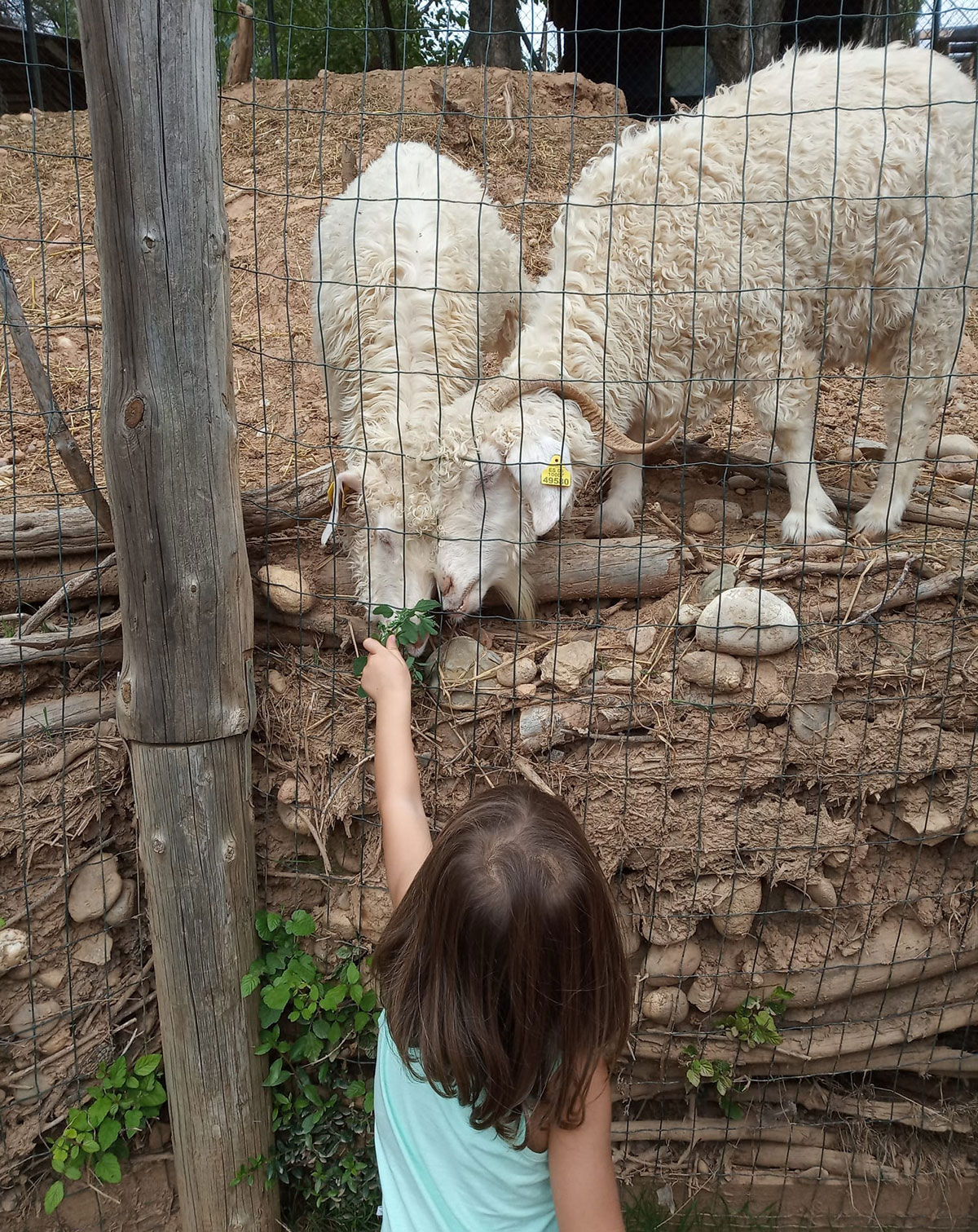 Niña alimentando a ovejas