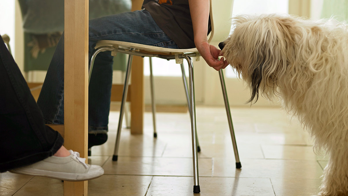 Dar comida a un perro