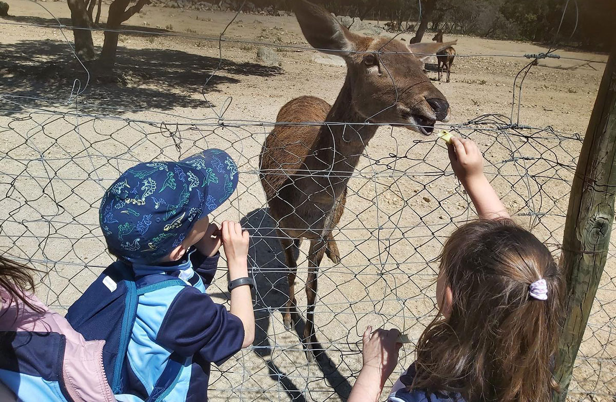 Dar de comer a un animal