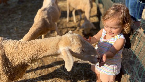 Montar en poni y dar de comer a cabras, de lo más divertido en las granjas de animales para ir con niños