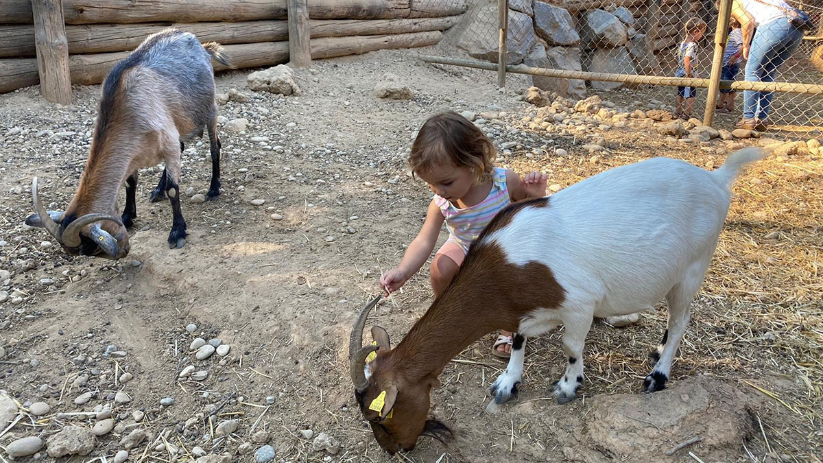 Niña con cabras