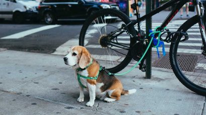 La multa que te pueden poner por atar al perro en la puerta del supermercado.