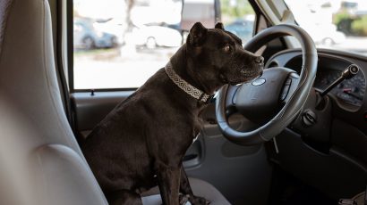 Multas de entre 500 y 200.000 euros por dejar al perro solo en el coche