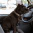 Multas de entre 500 y 200.000 euros por dejar al perro solo en el coche