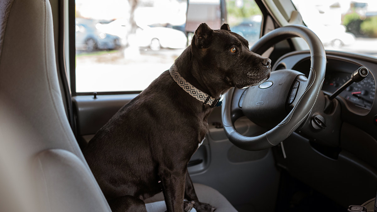 Cómo viajar con tu perro o gato en el coche y evitar multas de hasta 500  euros