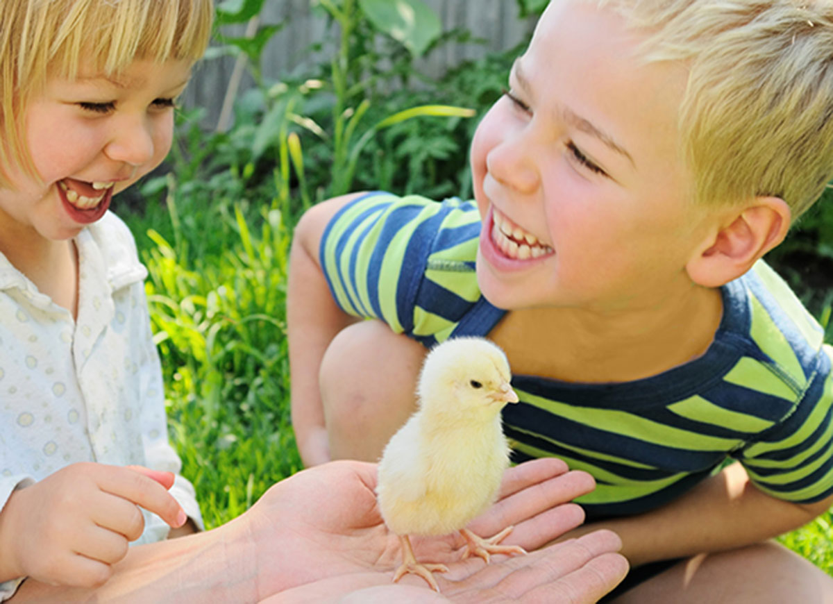 Niños con pollito