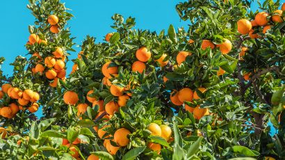 Las frutas y verduras de temporada para comer en noviembre